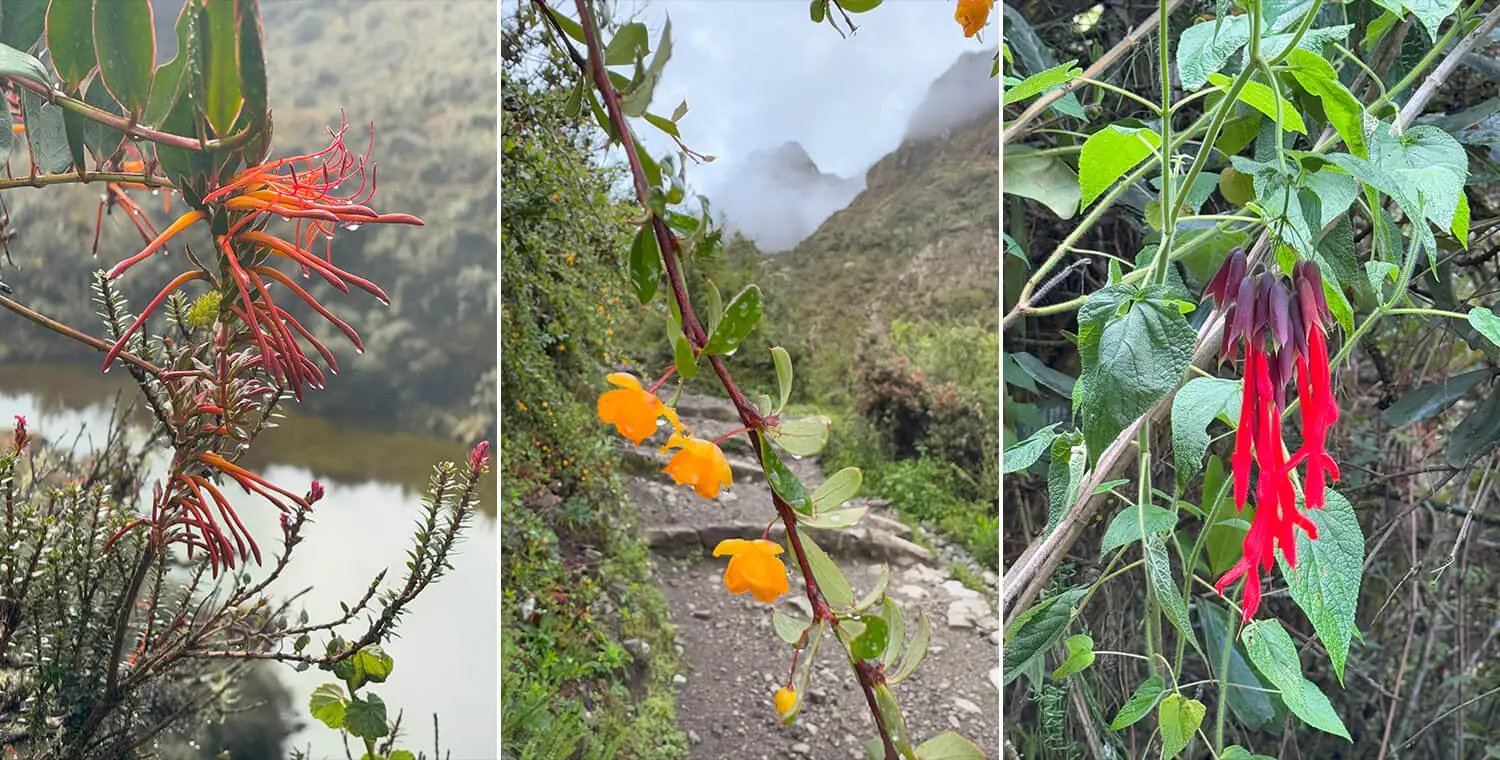 The lush flora of the Inca Trail