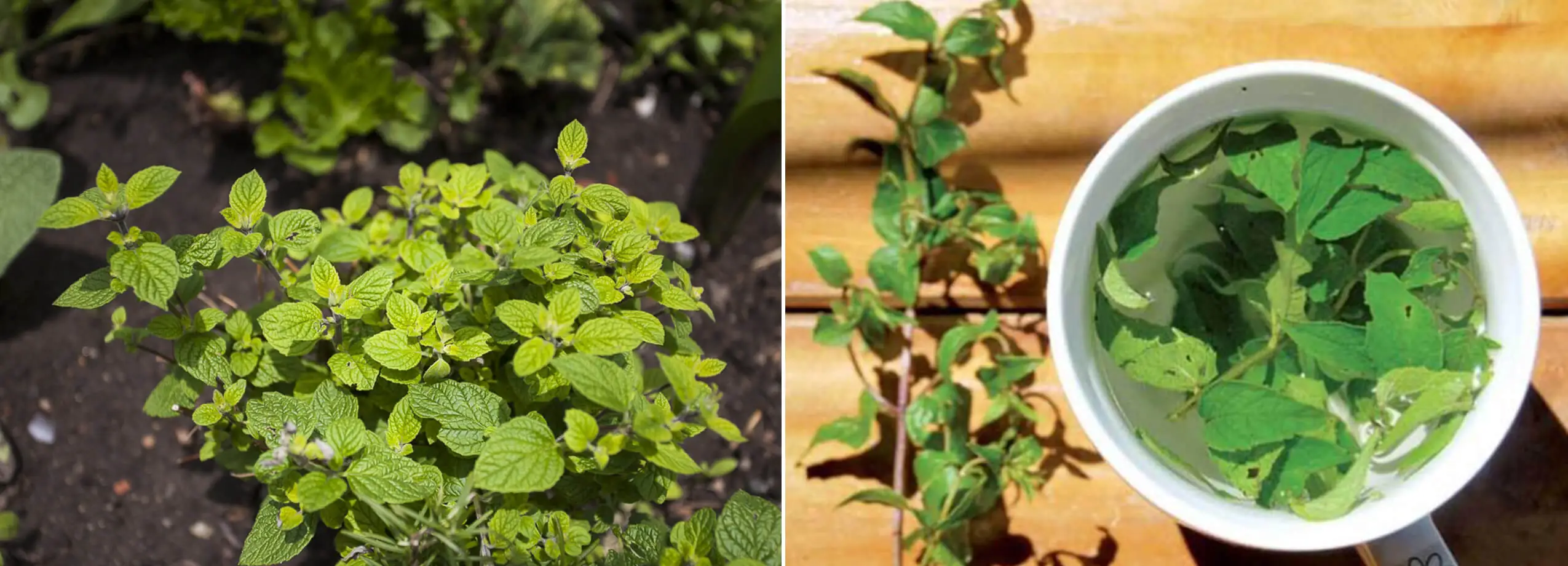 Beneficios del té de muña para combatir el mal de altura en Machu Picchu